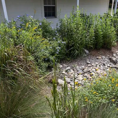 thumbnail for publication: Exploring Relationships among Social Norms, Aesthetics, HOA Regulations and Water Conservation